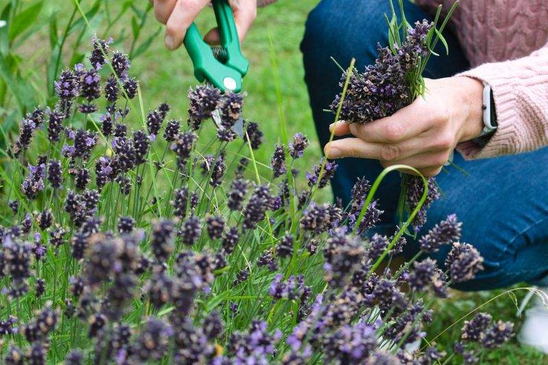 Jardins & Harmonie Provence